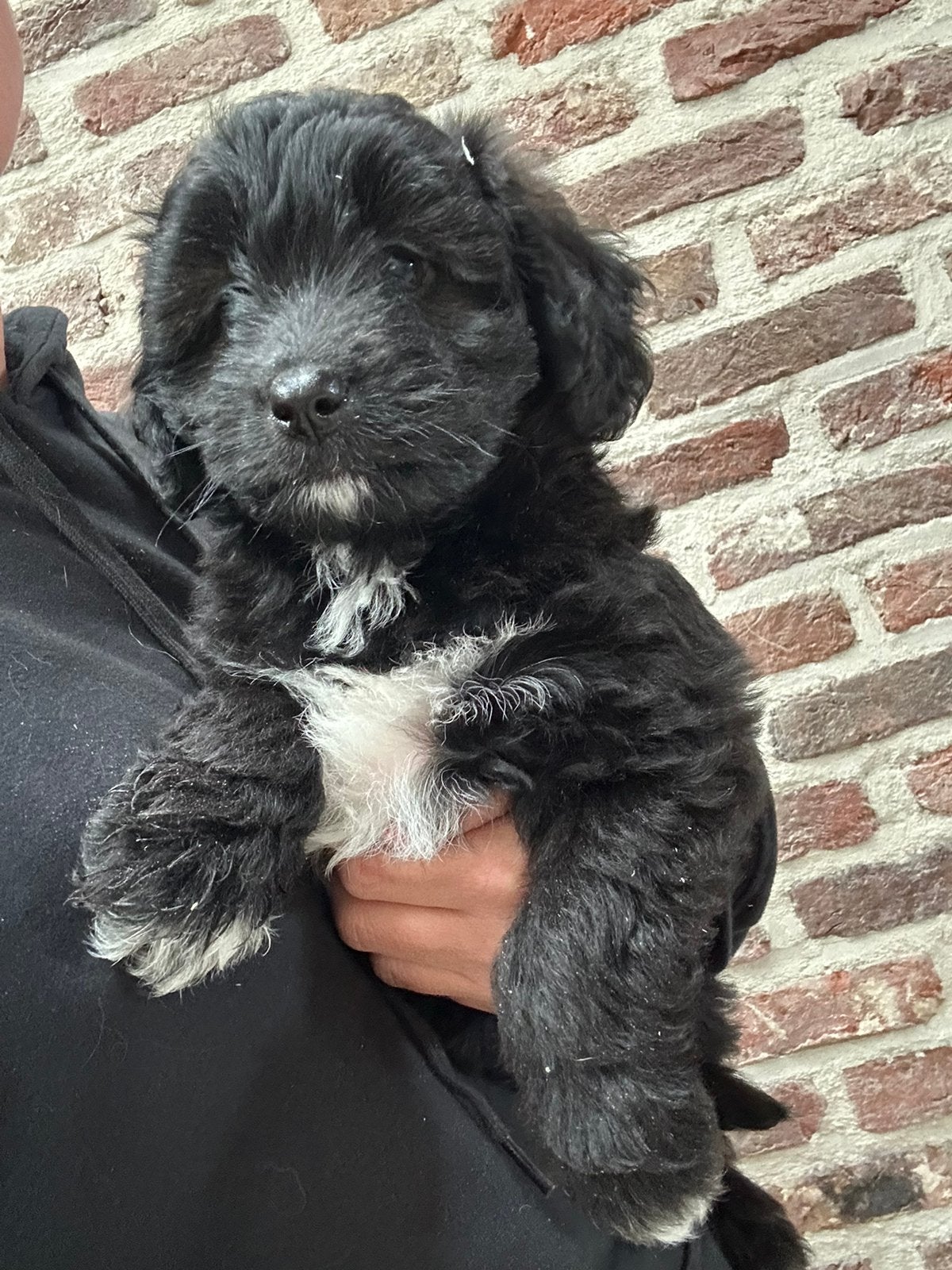 Aussiedoodle reu - volwassen ongeveer 35 cm, Animaux & Accessoires, Chiens | Sans pedigree, Chien (mâle), Belgique, Taille moyenne