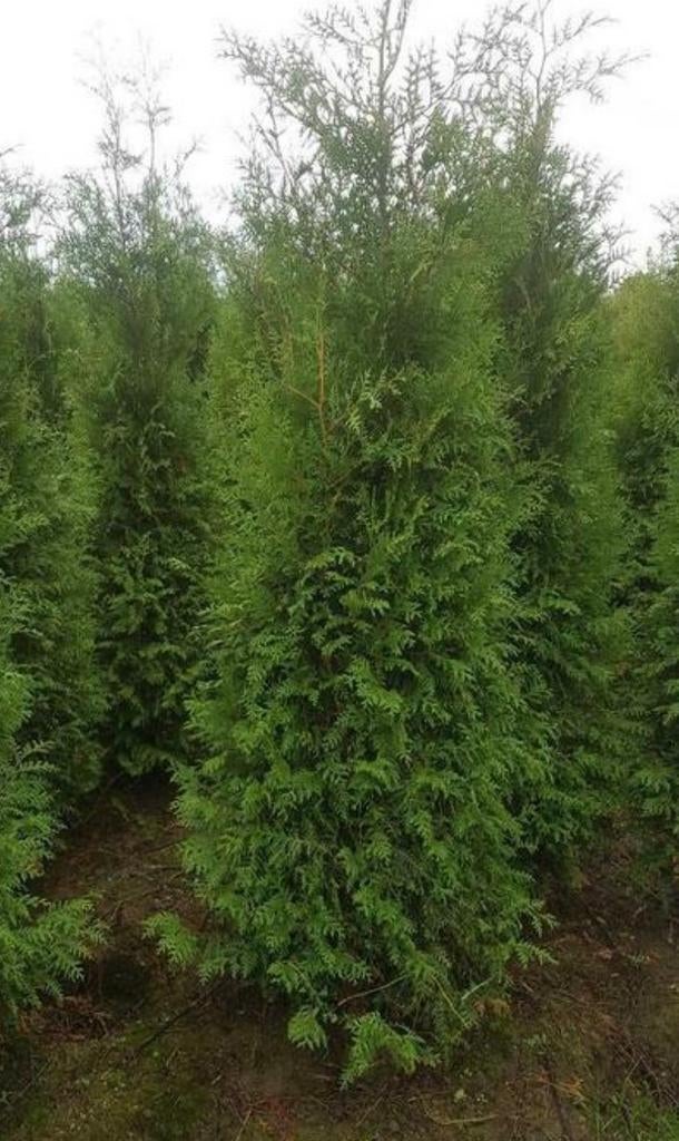 Thuja coniferen diversen maten etc tekoop, Ophalen