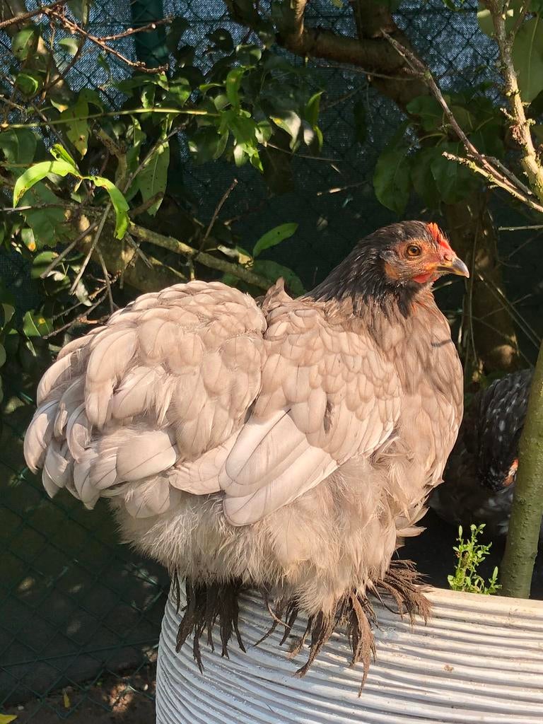 Cochin kriel broedeieren, Poule ou poulet