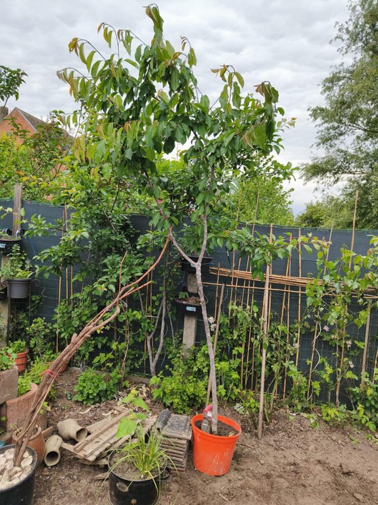 kersenboom  en vijgenboom