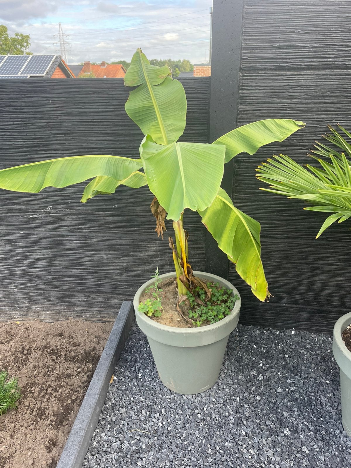 Bananen boom, Jardin & Terrasse, Plantes | Arbres, Enlèvement