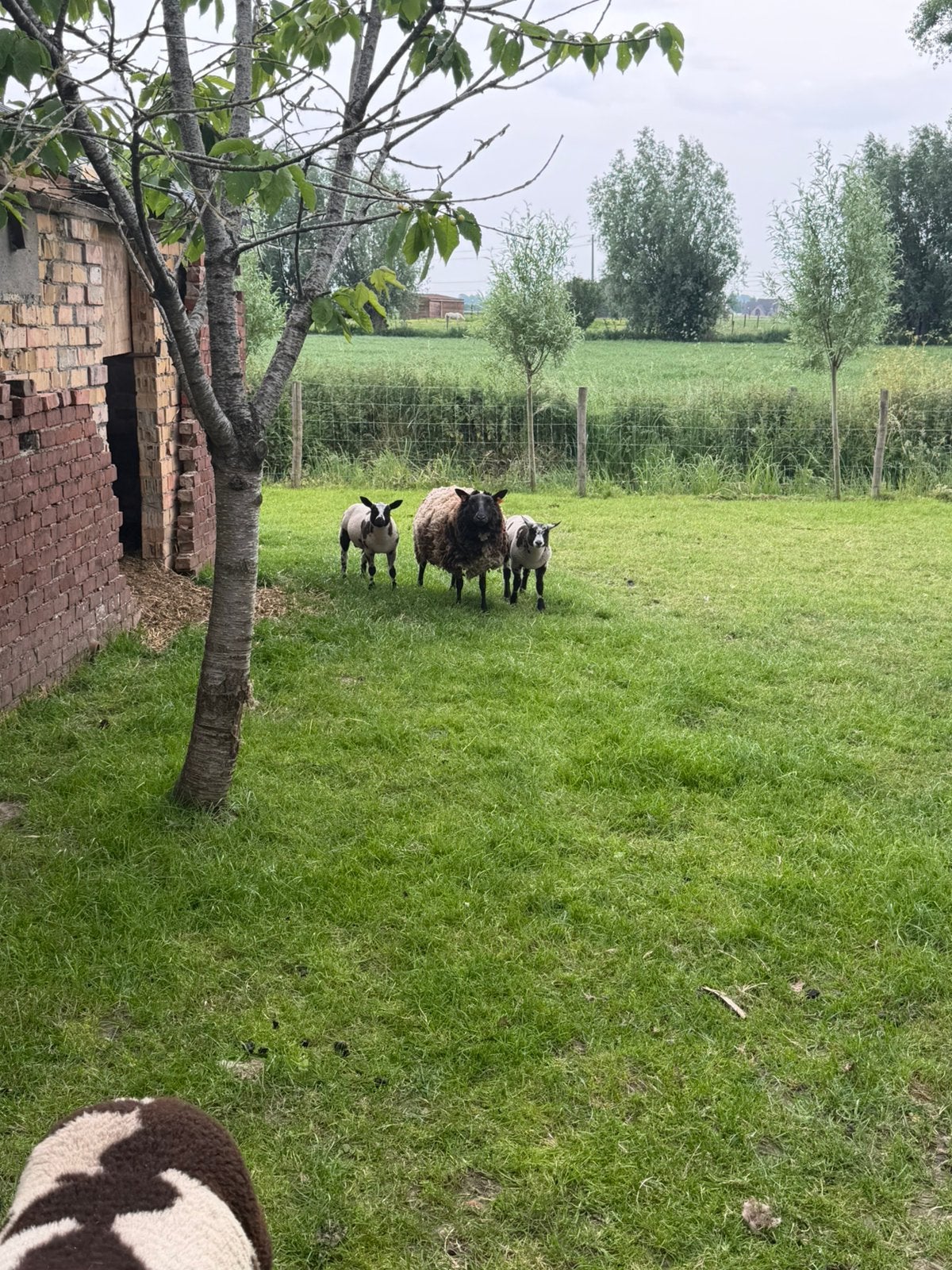 Baggerbonte lammeren, Dieren en Toebehoren, Meerdere dieren, Schaap, 0 tot 2 jaar
