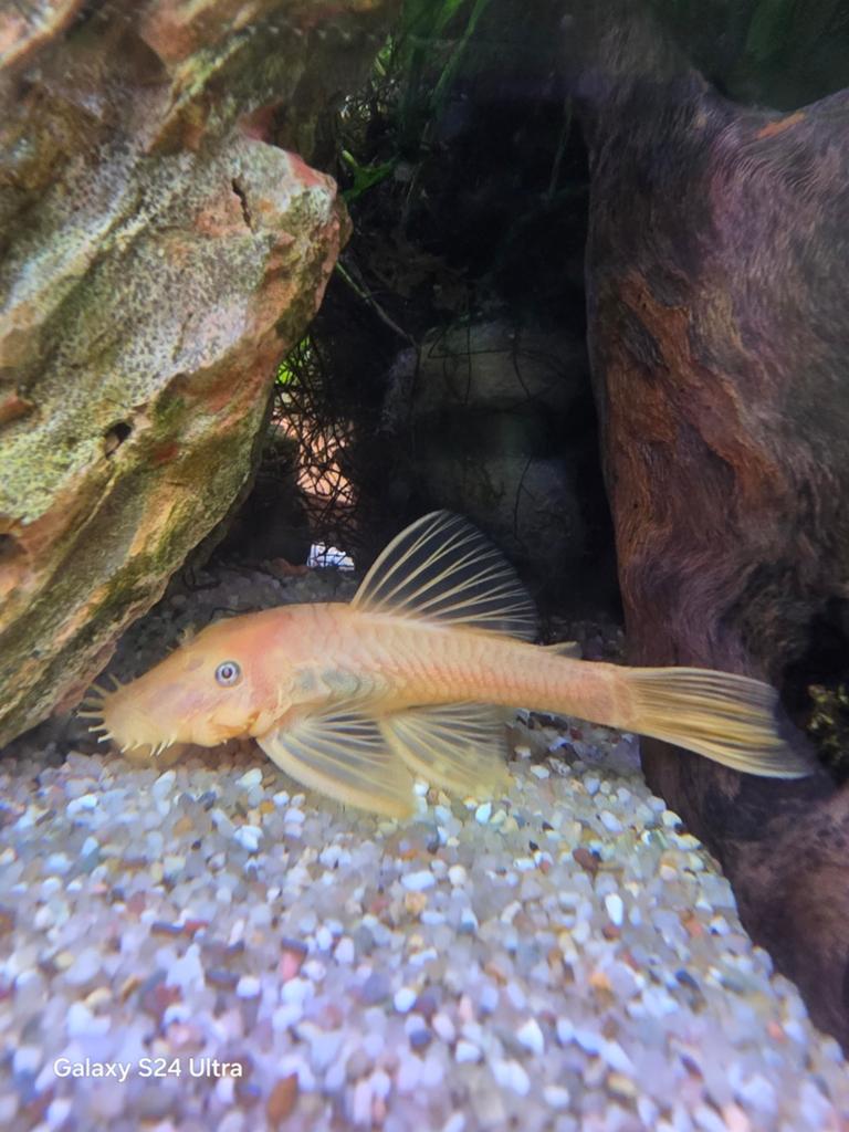 Ancistrus Lemon Blue Eye Man, Dieren en Toebehoren, Vissen | Aquariumvissen, Vis, Zoetwatervis, Schoolvis