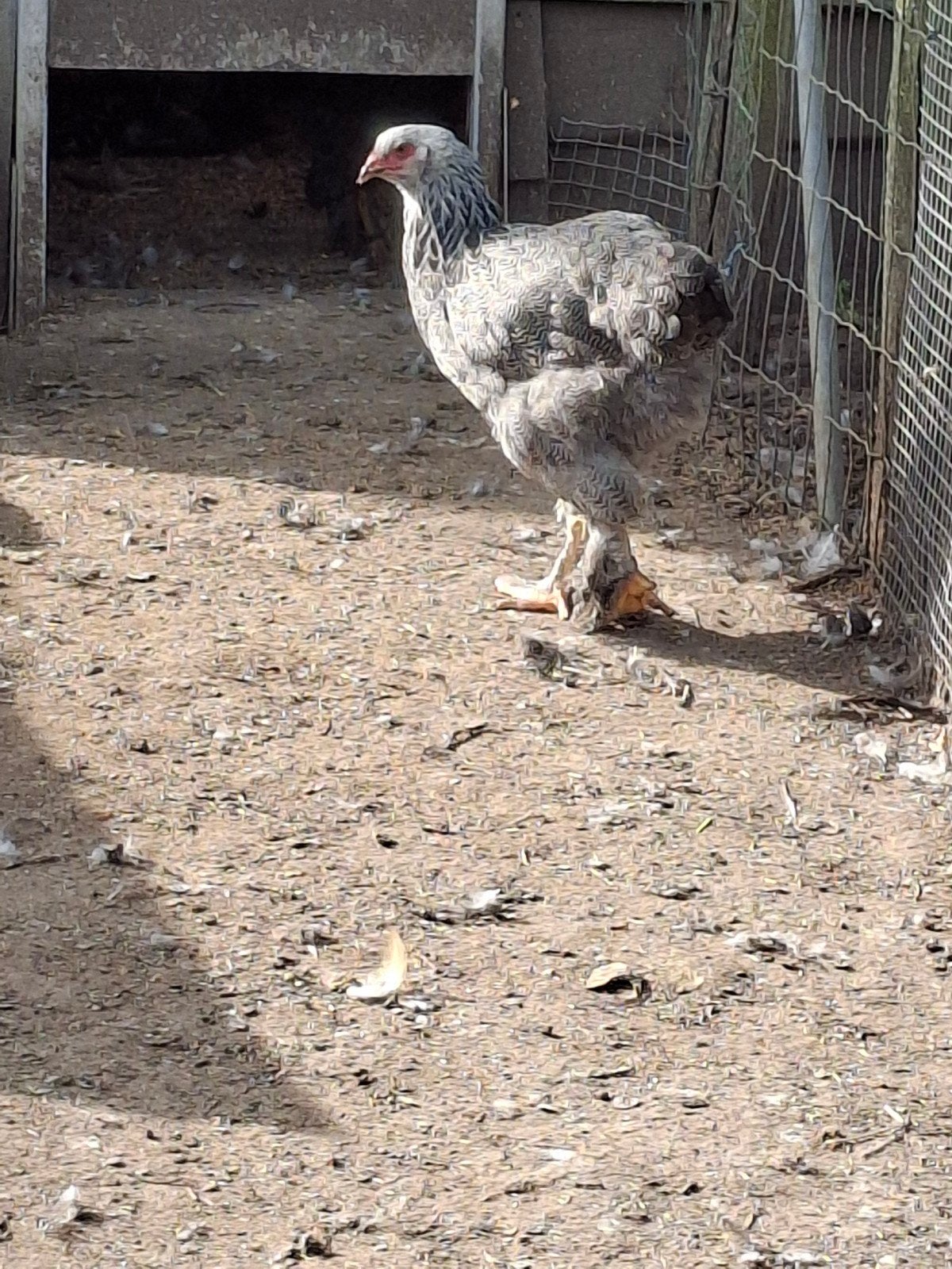 3 brahma zilverpatrijs hennen