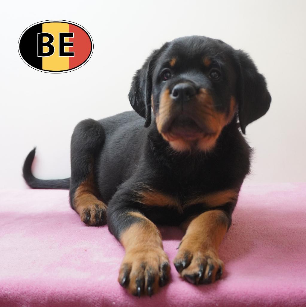 Rottweiler — Chiots puissants, nobles et équilibrés à vendre, Commerçant, Hépatite contagieuse (maladie de Rubarth), 8 à 15 semaines