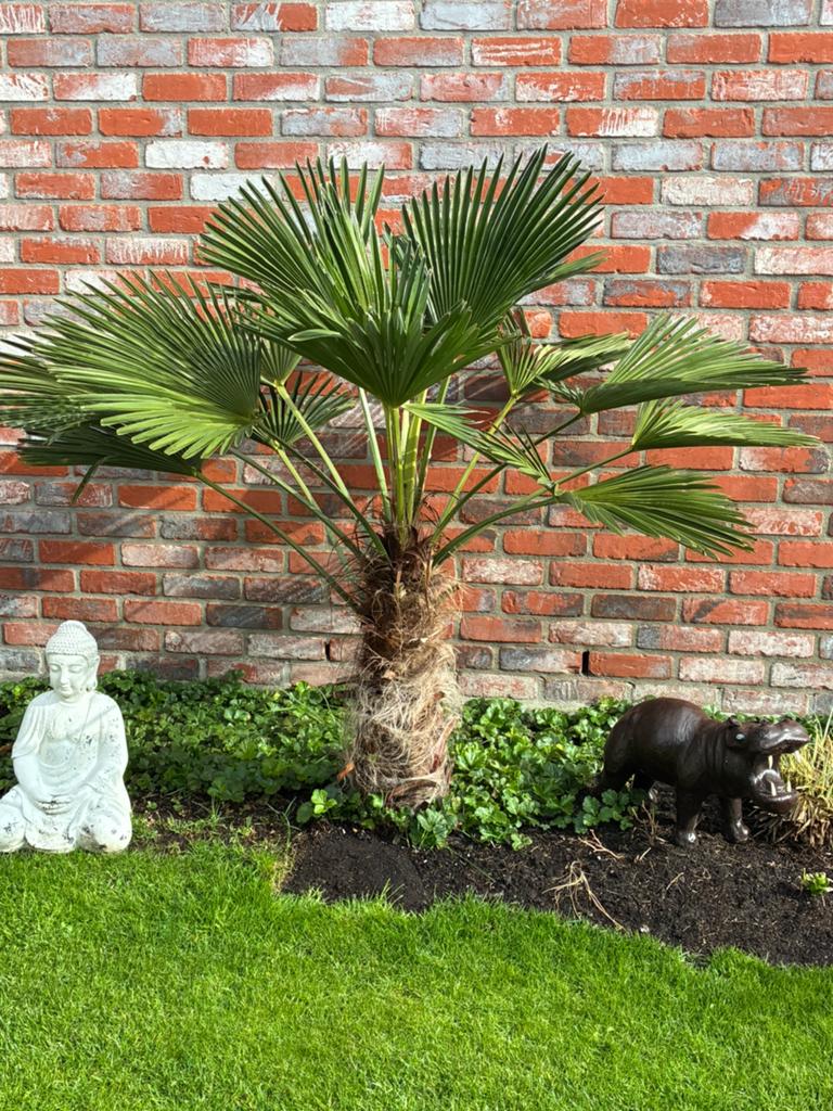 Winterharde palmboom Trachycarpus Fortunei Winterhard, Tuin en Terras, Planten | Bomen, Ophalen