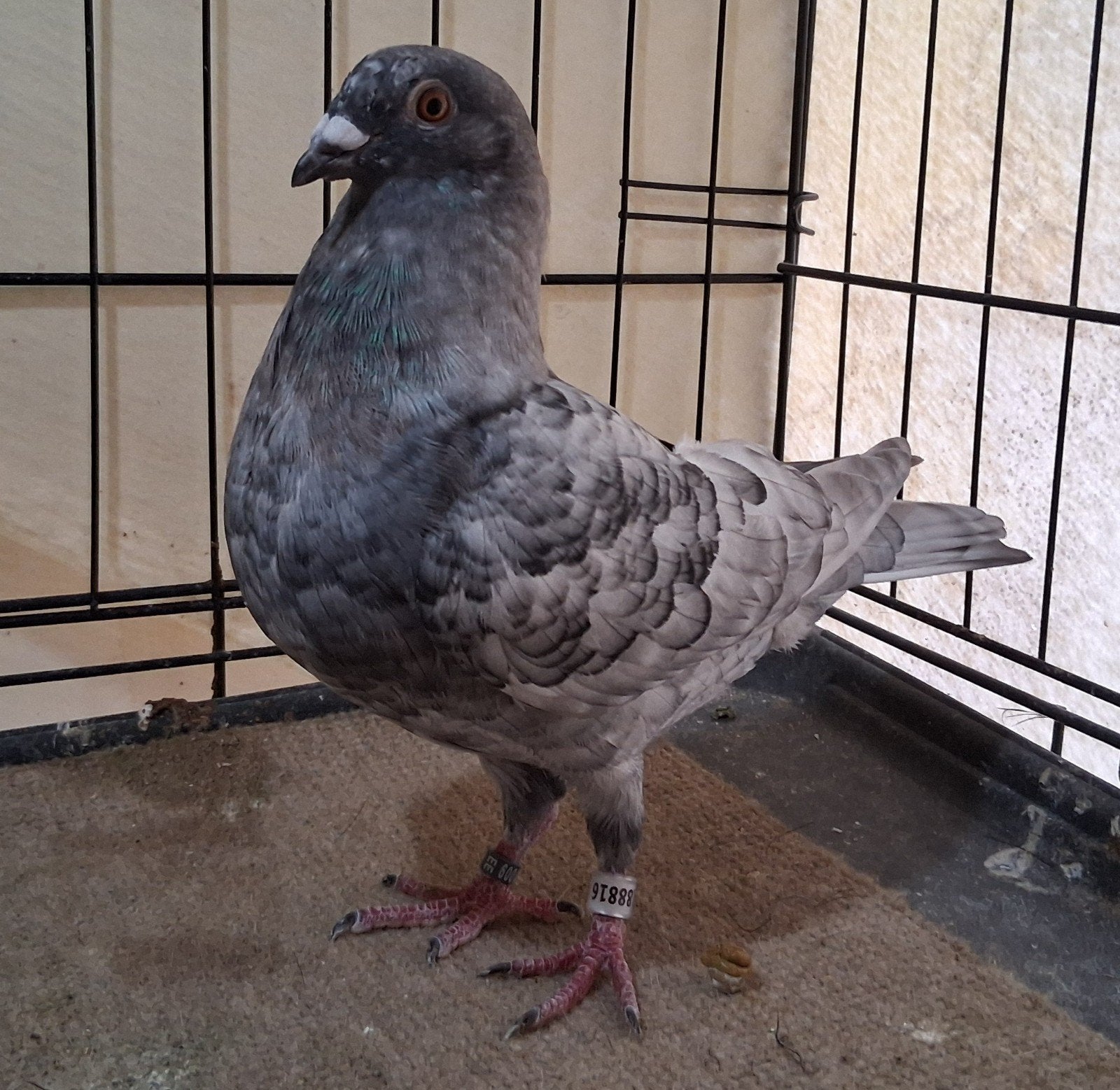 Kleurpostduif, dominant opaal, drager van reduced, Dieren en Toebehoren, Vogels | Duiven