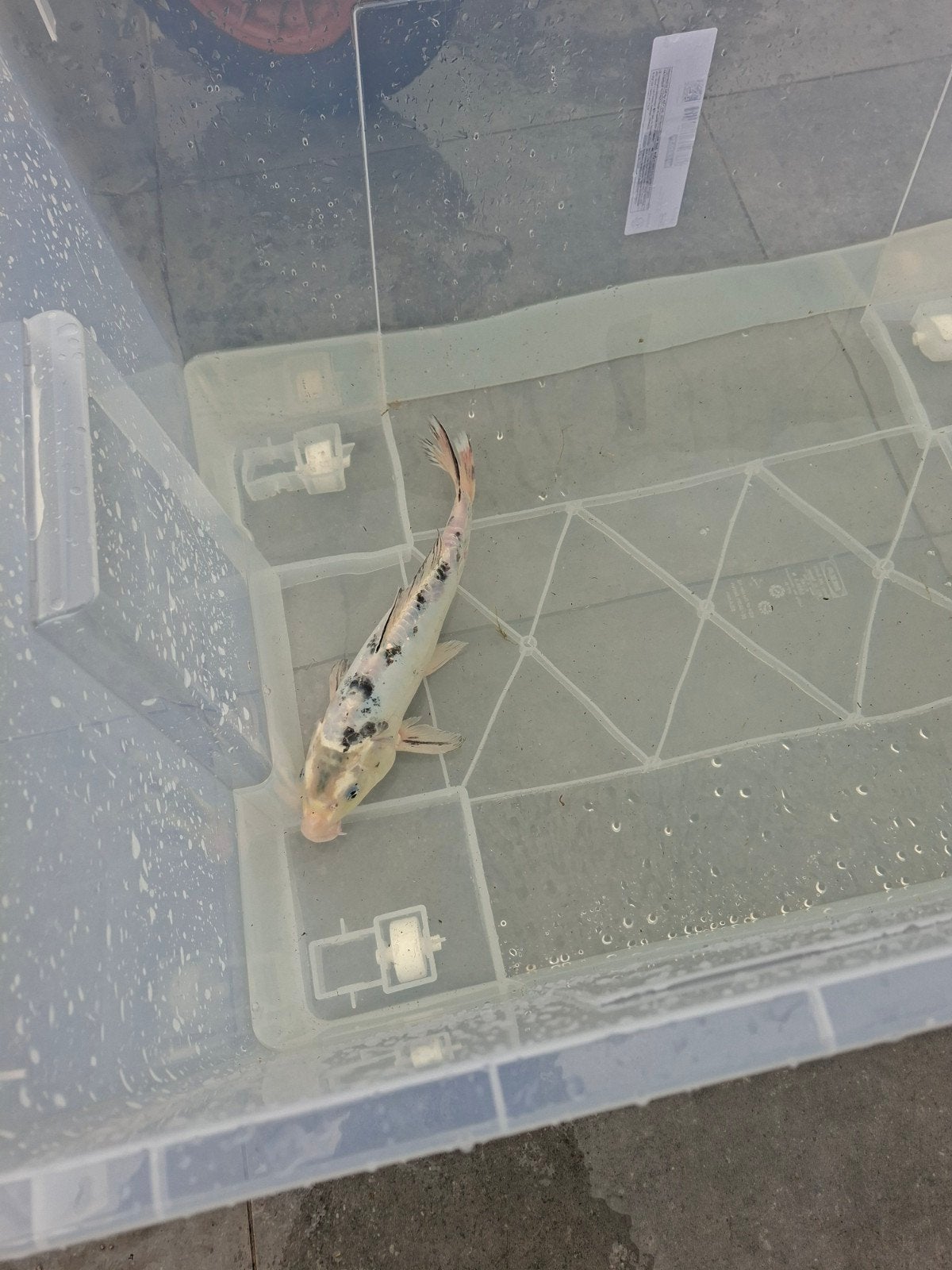 Koi 35cm, Dieren en Toebehoren, Vissen | Vijvervissen
