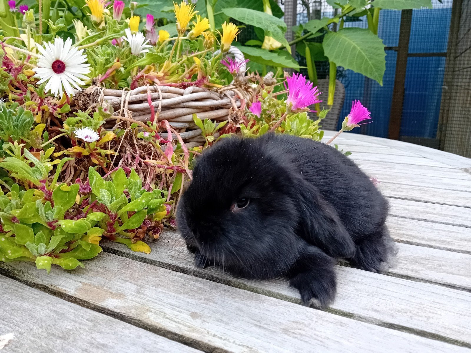 Franse hangoren, Dieren en Toebehoren, Mannelijk, Groot, Hangoor, 0 tot 2 jaar
