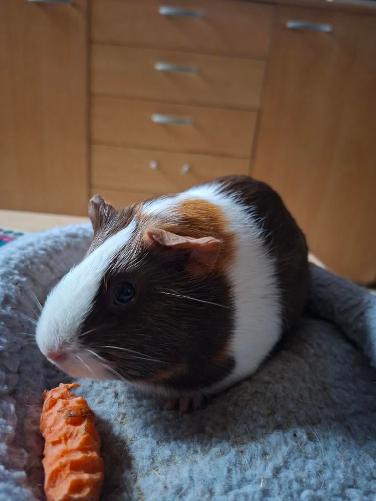 Cochon d'Inde à vendre, Domestique, Septembre, Cobaye, Femelle