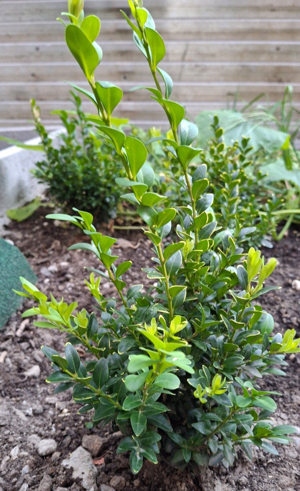 Buxus, Ophalen, Buxus, Haag, Minder dan 100 cm