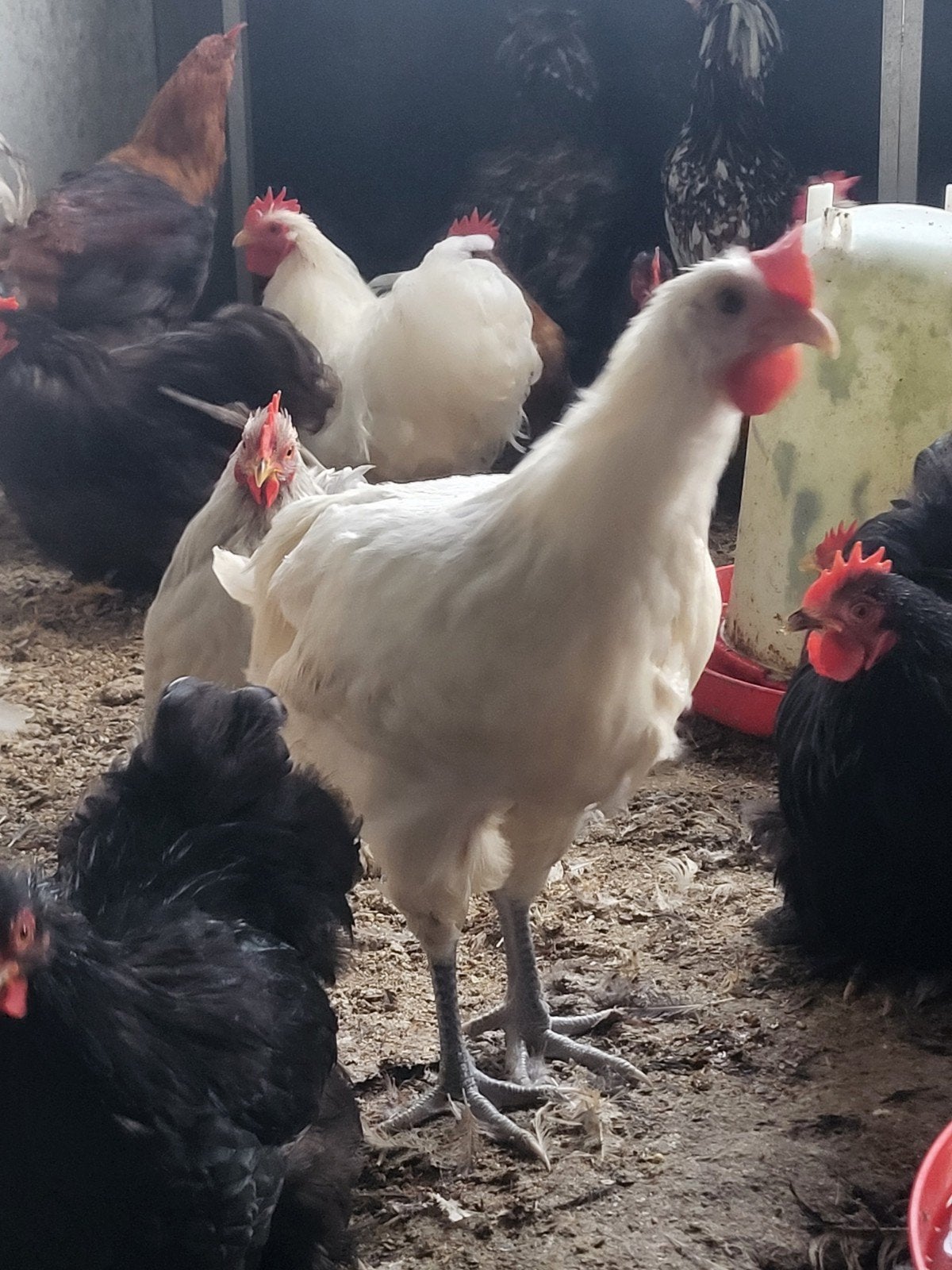 jonge poule de bresse haan, Dieren en Toebehoren, Mannelijk, Kip