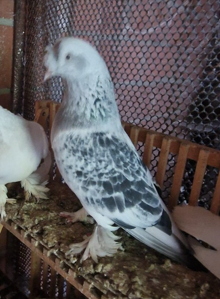 pigeons gris-blanc, Animaux & Accessoires, Enlèvement
