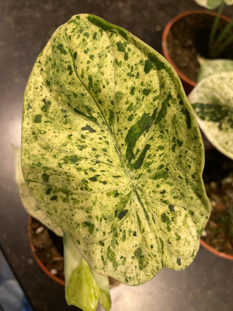 Alocasia Dragon scale mint variegata, Autres espèces, En pot, Enlèvement ou Envoi, Moins de 100 cm