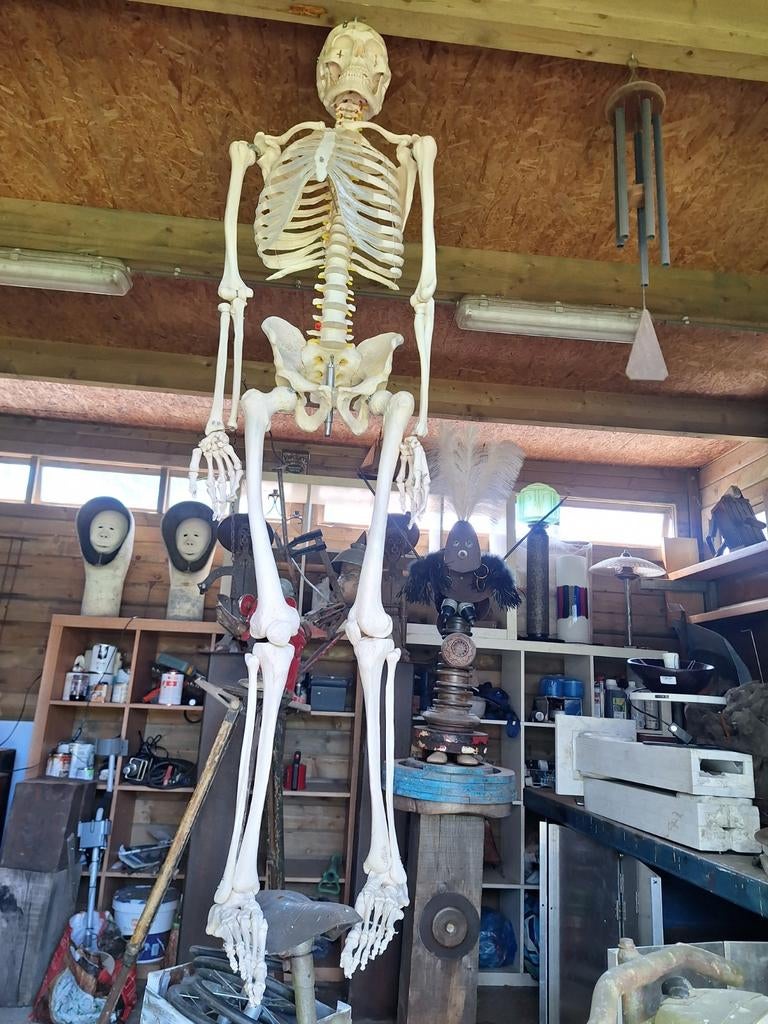 Levensgroot anatomisch skelet (90 euro's of Doe een bod), Tickets & Billets, Loisirs | Parcs d'attractions