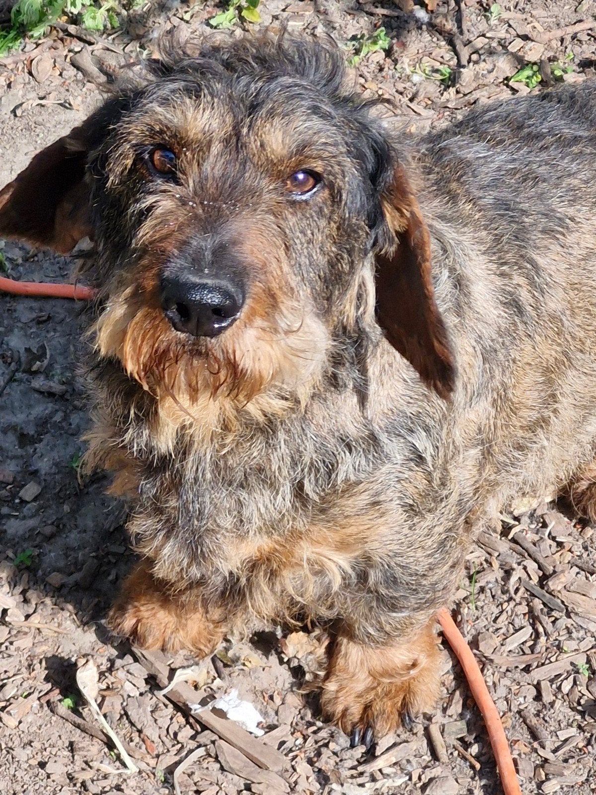 Teckel reu, Dieren en Toebehoren, Honden | Teckels en Dashonden, Parvo, België, Standaard, Fokker | Hobbymatig