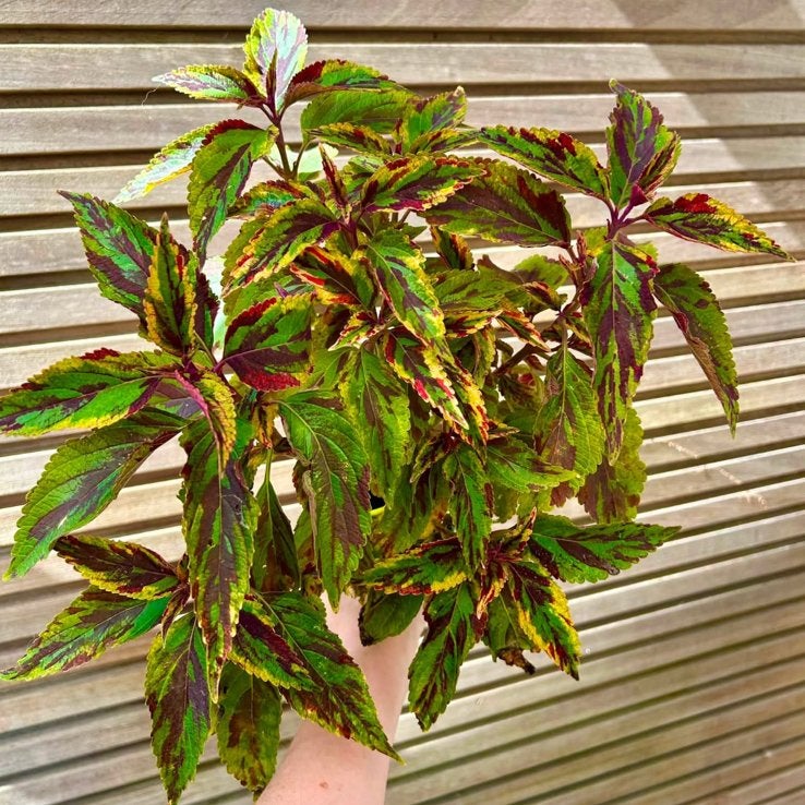 Coleus / siernetel Combat, Ophalen of Verzenden