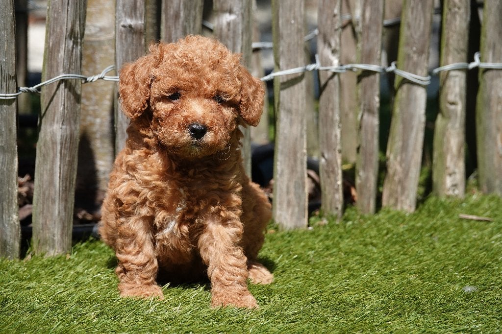 Magnifiques chiots caniches nains abricots, avec pedigree, Animaux & Accessoires, Chiens | Chihuahuas & Chiens de compagnie, Caniche