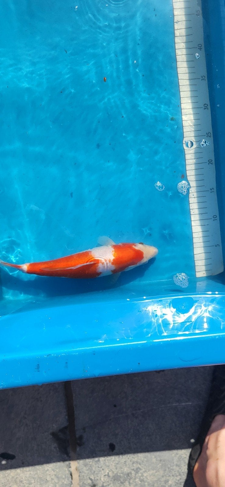 Kohaku 25-30 cm, Dieren en Toebehoren, Vissen | Vijvervissen