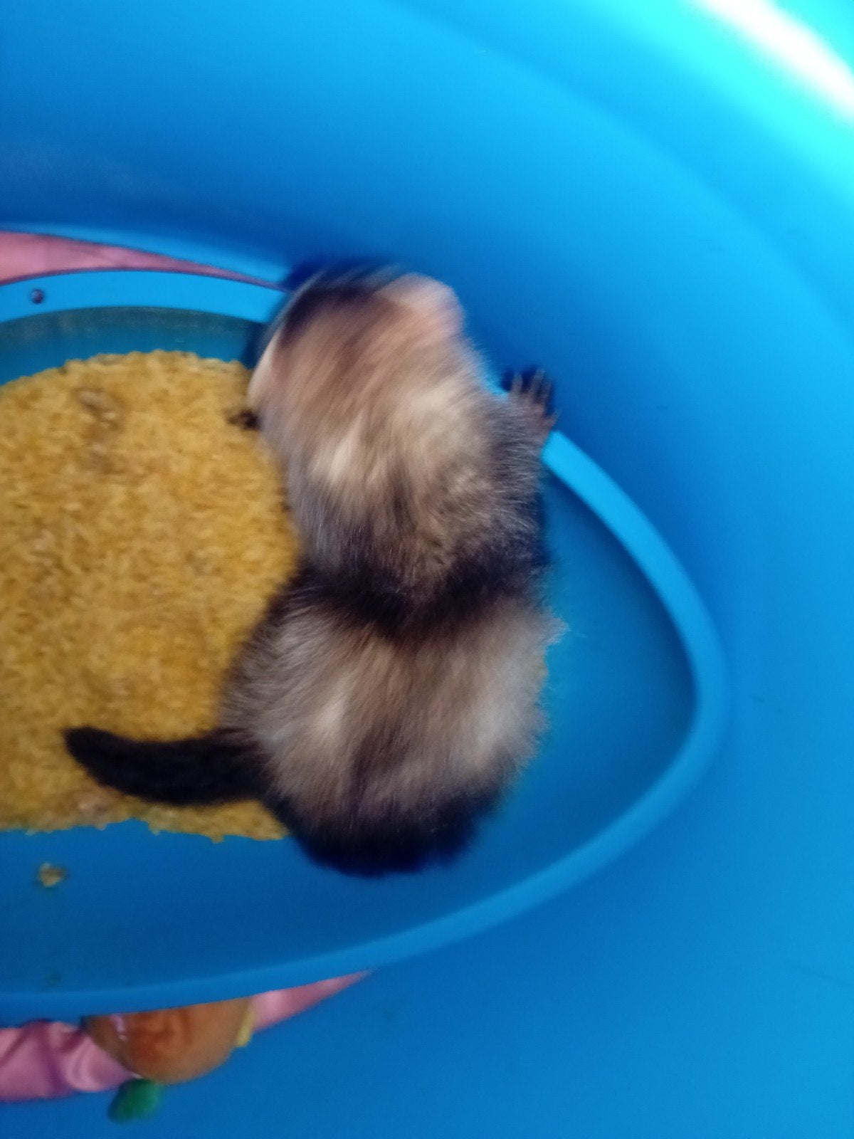 fretten pups, Dieren en Toebehoren, Knaagdieren, Fret, Juni, Vrouwelijk, Tam