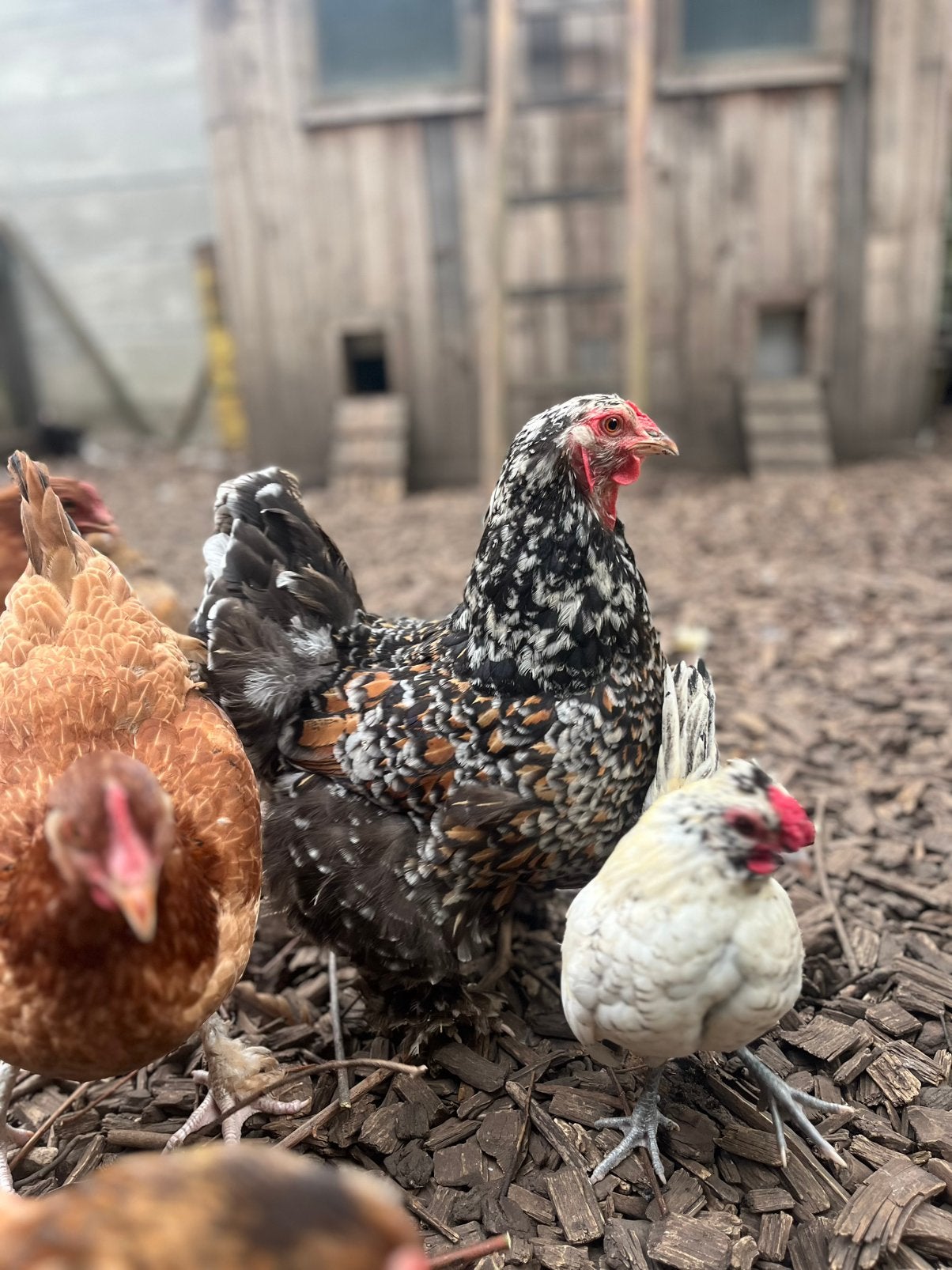 Brahma