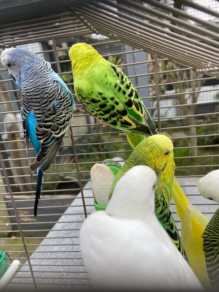 Grasparkieten, Dieren en Toebehoren