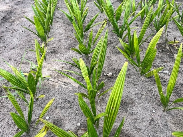 PALMBOOM plantgoed Trachycarpus fortunei, Tuin en Terras, Ophalen