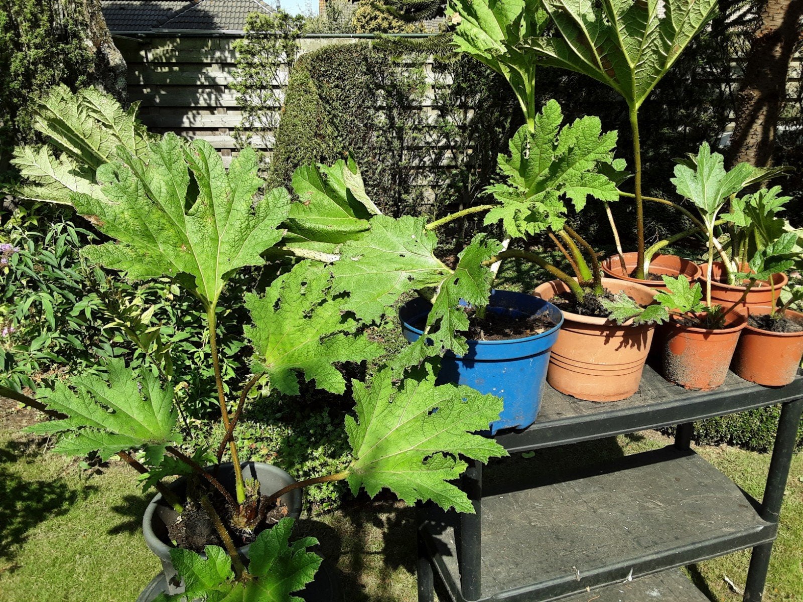 gunnera, Ophalen, Vaste plant