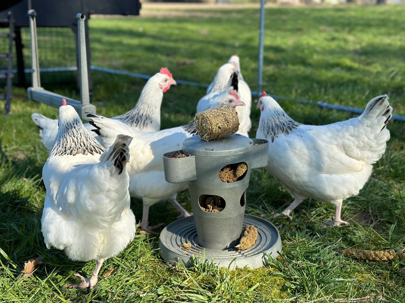 WITTE, ZWARTE SUSSEX & BLUE DES LANDES, Plusieurs animaux, Poule ou poulet