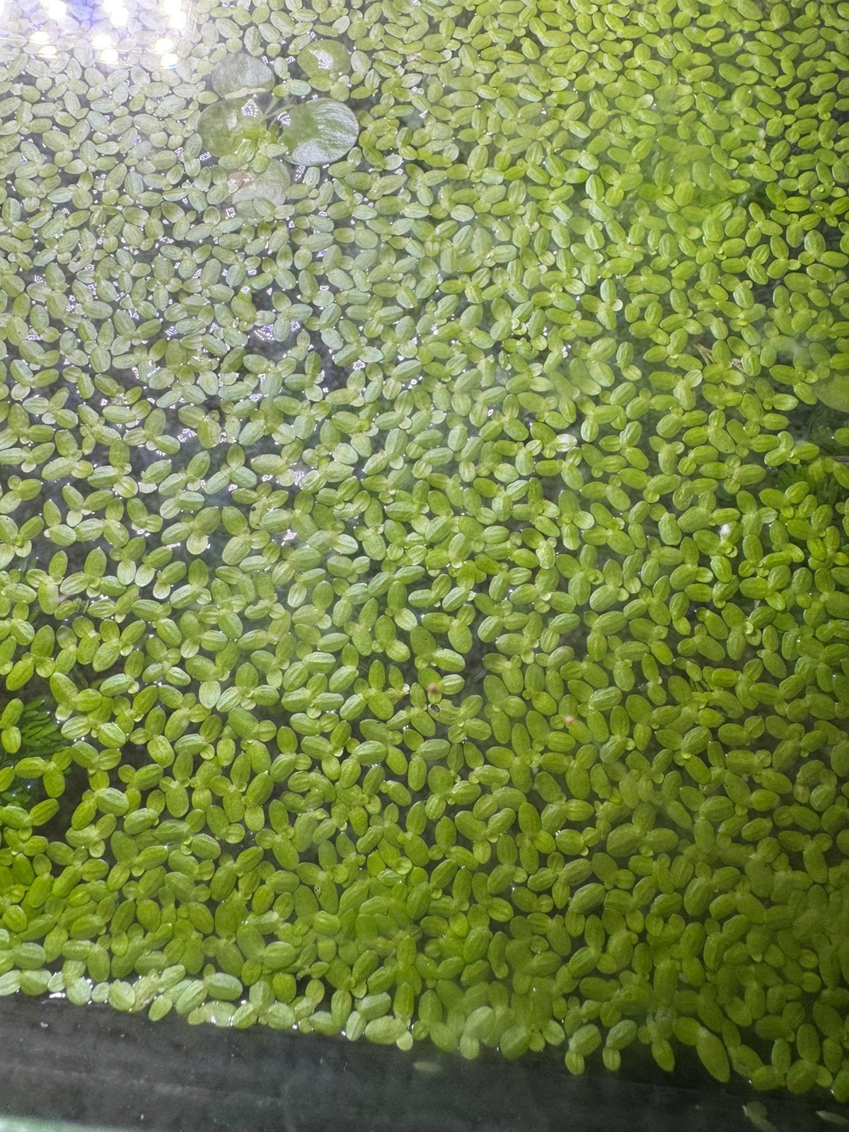 Aquarium Drijfplant: dwergkroos, Dieren en Toebehoren, Vissen | Aquaria en Toebehoren, Zo goed als nieuw, Ophalen