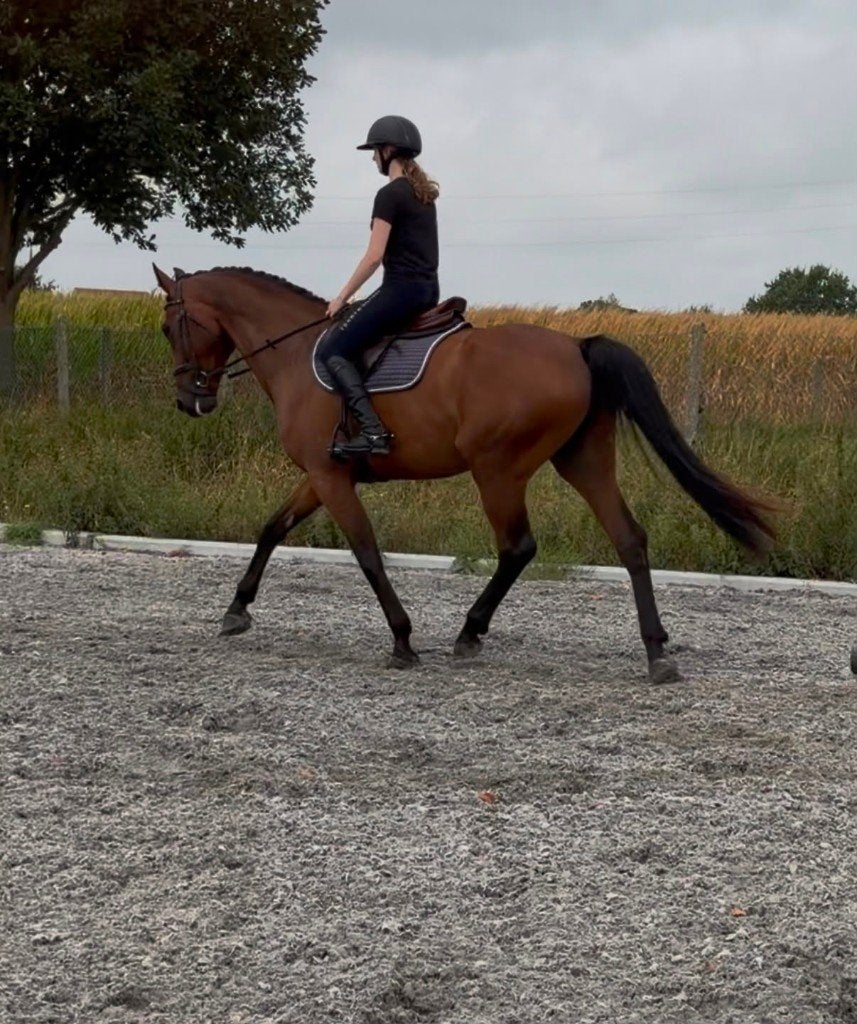 8-jarig dressuurpaard, Dieren en Toebehoren, Paarden, Ruin, Dressuurpaard, Met stamboom, 7 tot 10 jaar