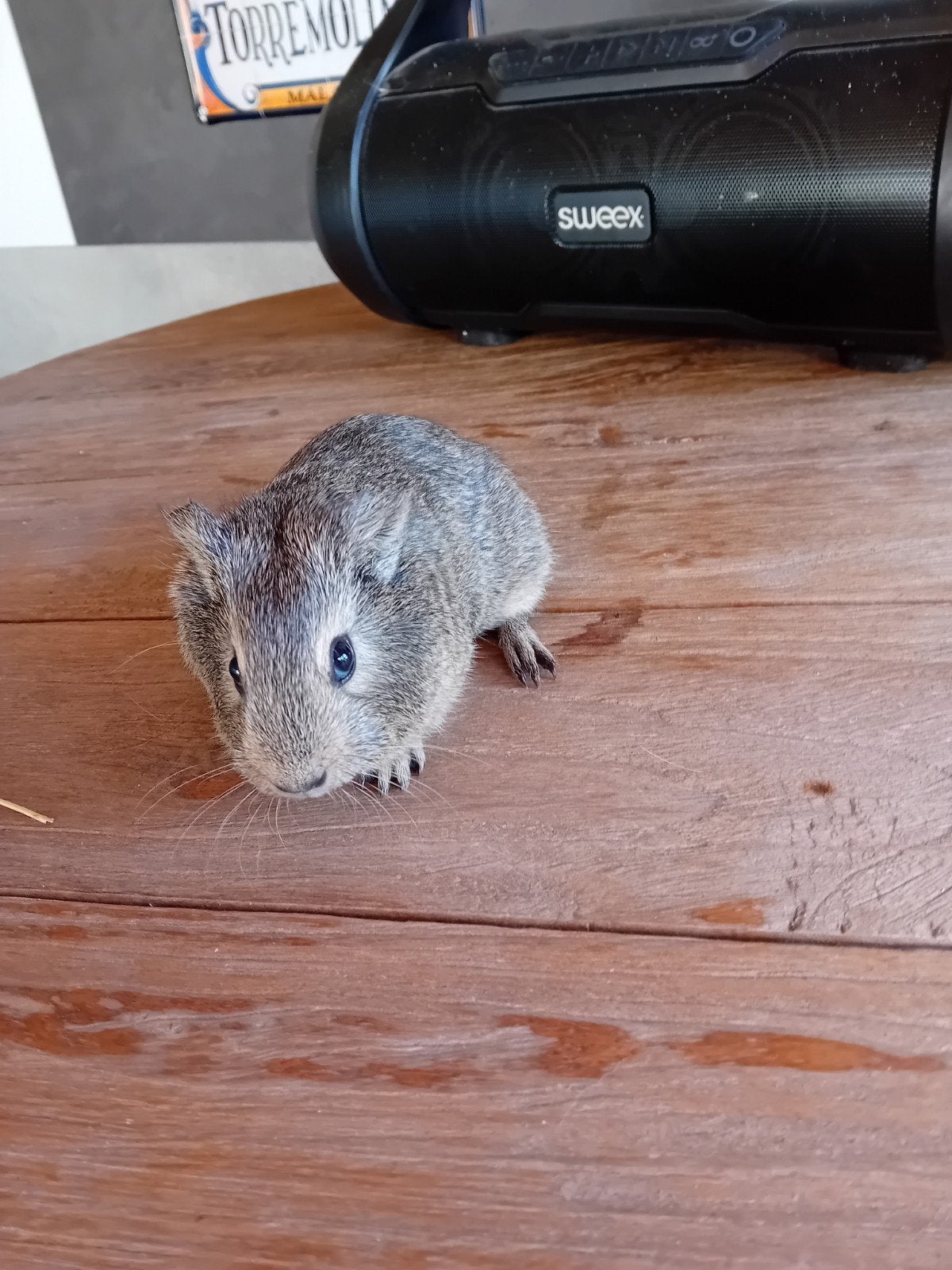 mooi cavia beertje, Animaux & Accessoires, Août, Cobaye