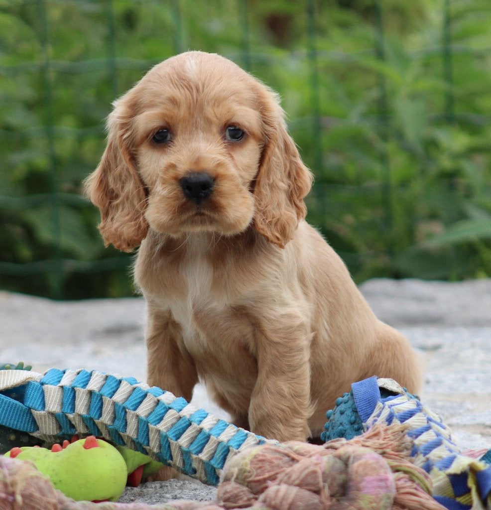 Chiot Cocker anglais, Maladie de Carré (chiens), Chienne, Belgique, Un chien