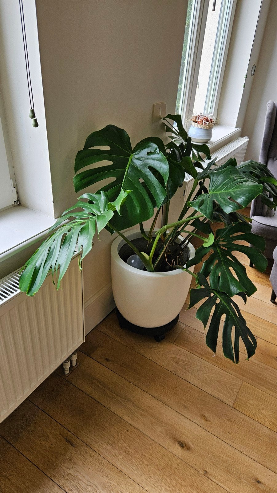 Mooie grote monstera XXL bladeren, Enlèvement