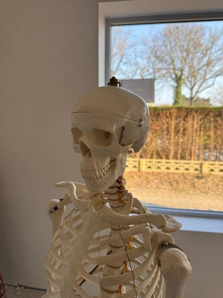 Anatomisch skelet, Ophalen, Zo goed als nieuw