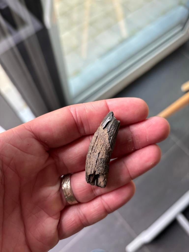 Fossiele Squalodon tand uit Antwerpen (België), Collections, Minéraux & Fossiles, Enlèvement ou Envoi