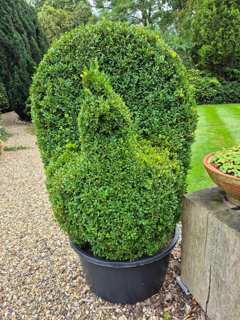 Buxus pauw, Ophalen, Vaste plant, Overige soorten