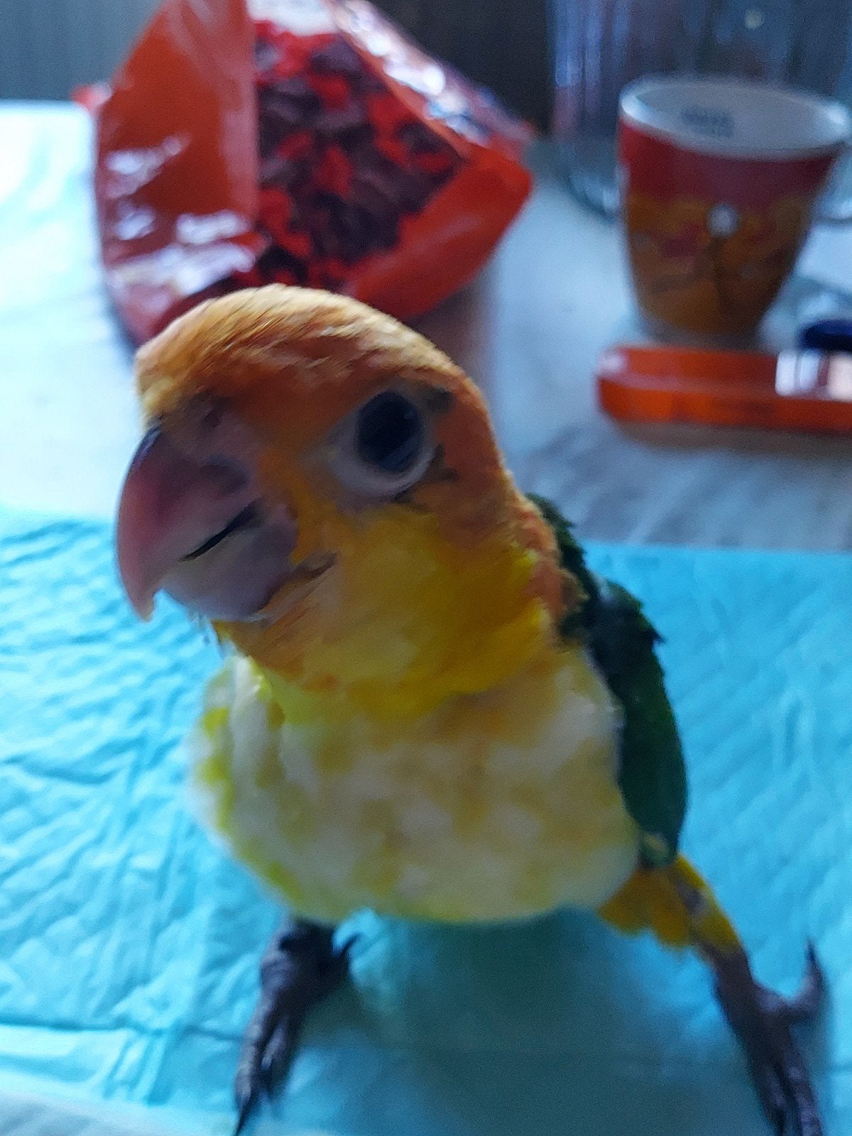 roestkopcaique 10 maanden, Dieren en Toebehoren, Vogels | Kanaries