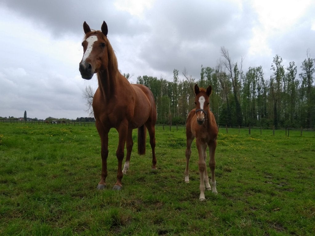 fokmerrie, Dieren en Toebehoren, Merrie, Springpaard, Met stamboom, 7 tot 10 jaar