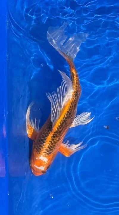 Kujaku butterfly koi 39cm, Dieren en Toebehoren, Vissen | Vijvervissen, Karper of Koi