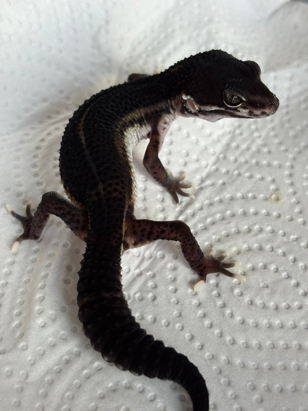 MSBN luipaardgekko vrouw, Animaux & Accessoires, Reptiles & Amphibiens, Lézard, Domestique, 0 à 2 ans