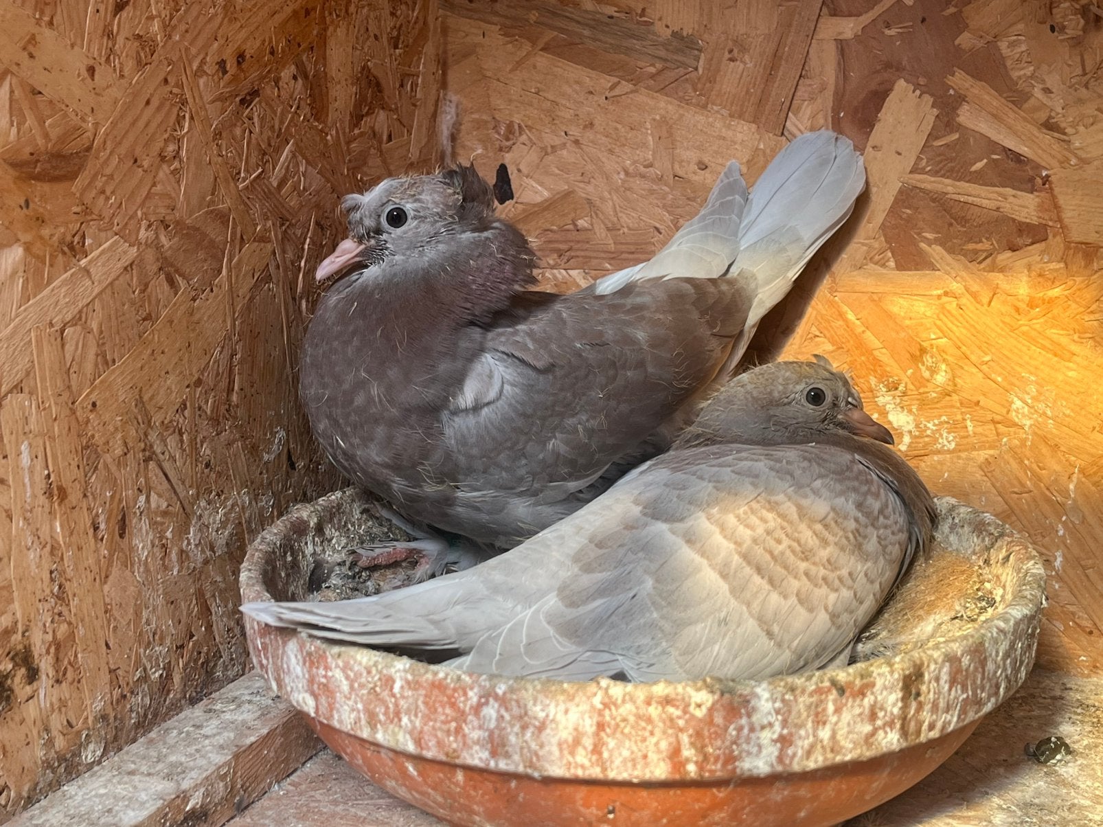 Takla limon, Dieren en Toebehoren, Vogels | Duiven, Meerdere dieren, Tuimelaar of Roller
