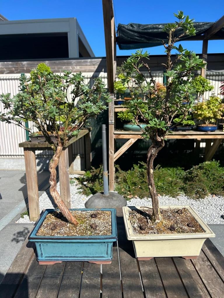 2 x Potentilla Fruticosa, Tuin en Terras, Ophalen