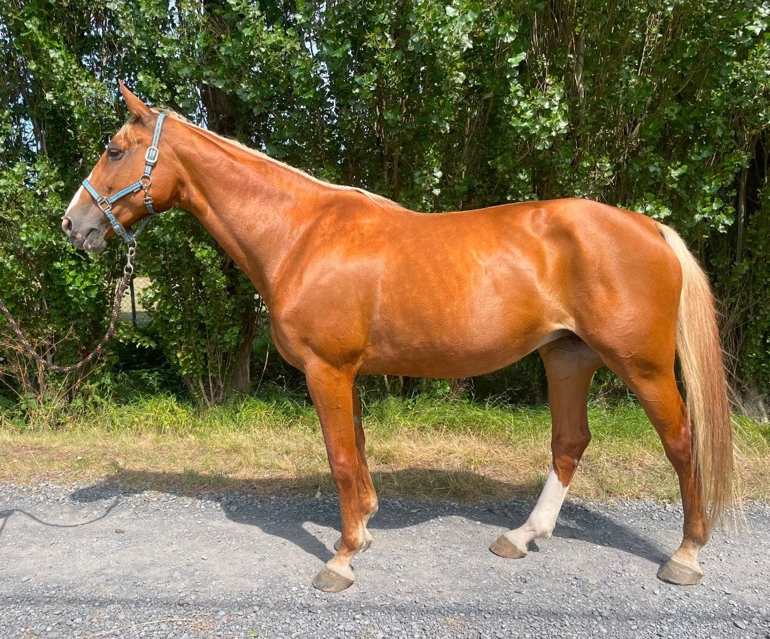 17 jarige all round merrie., Dieren en Toebehoren, Merrie, Niet van toepassing