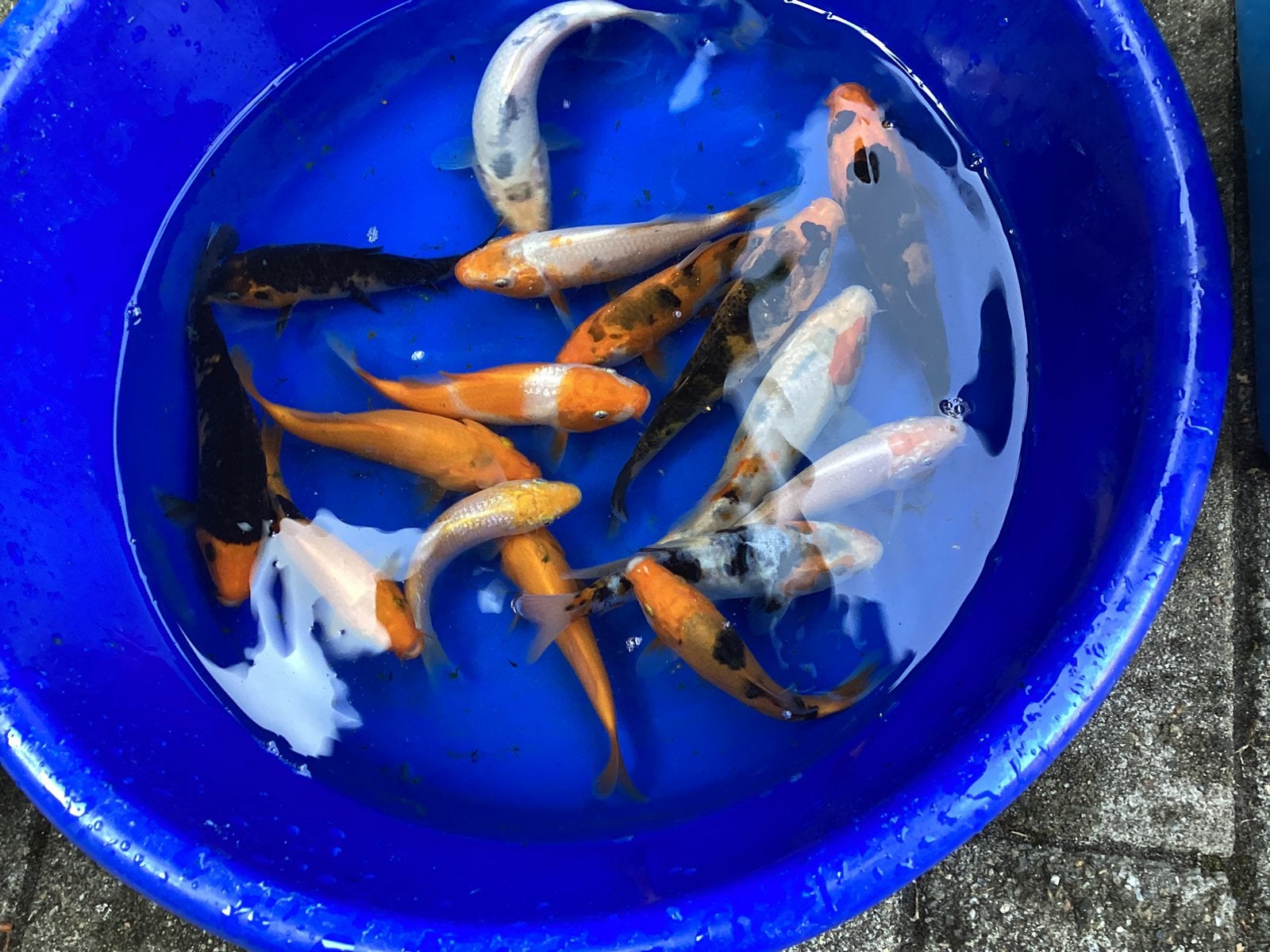 Koi, Dieren en Toebehoren, Vissen | Vijvervissen, Karper of Koi