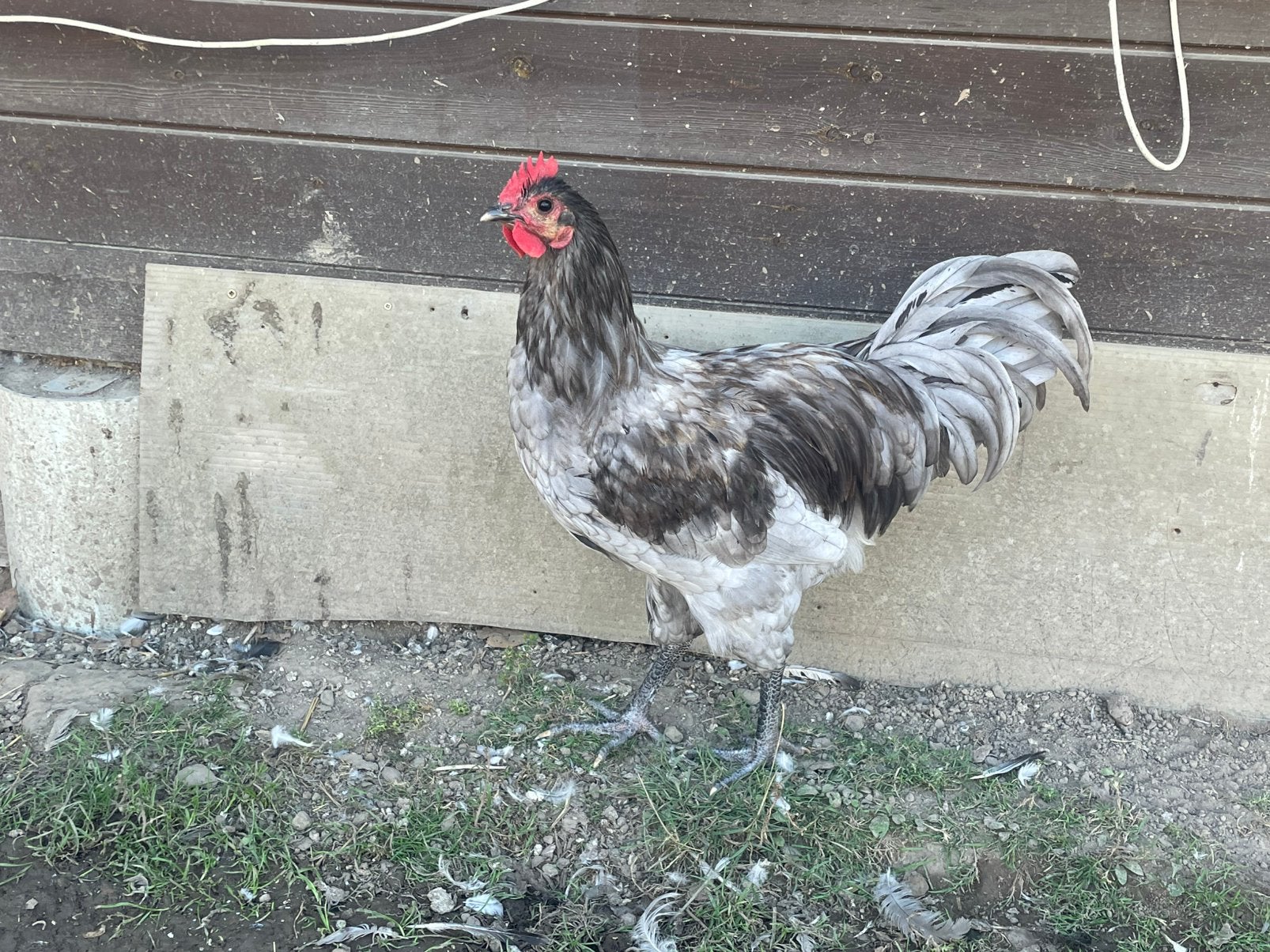 Jonge australorp