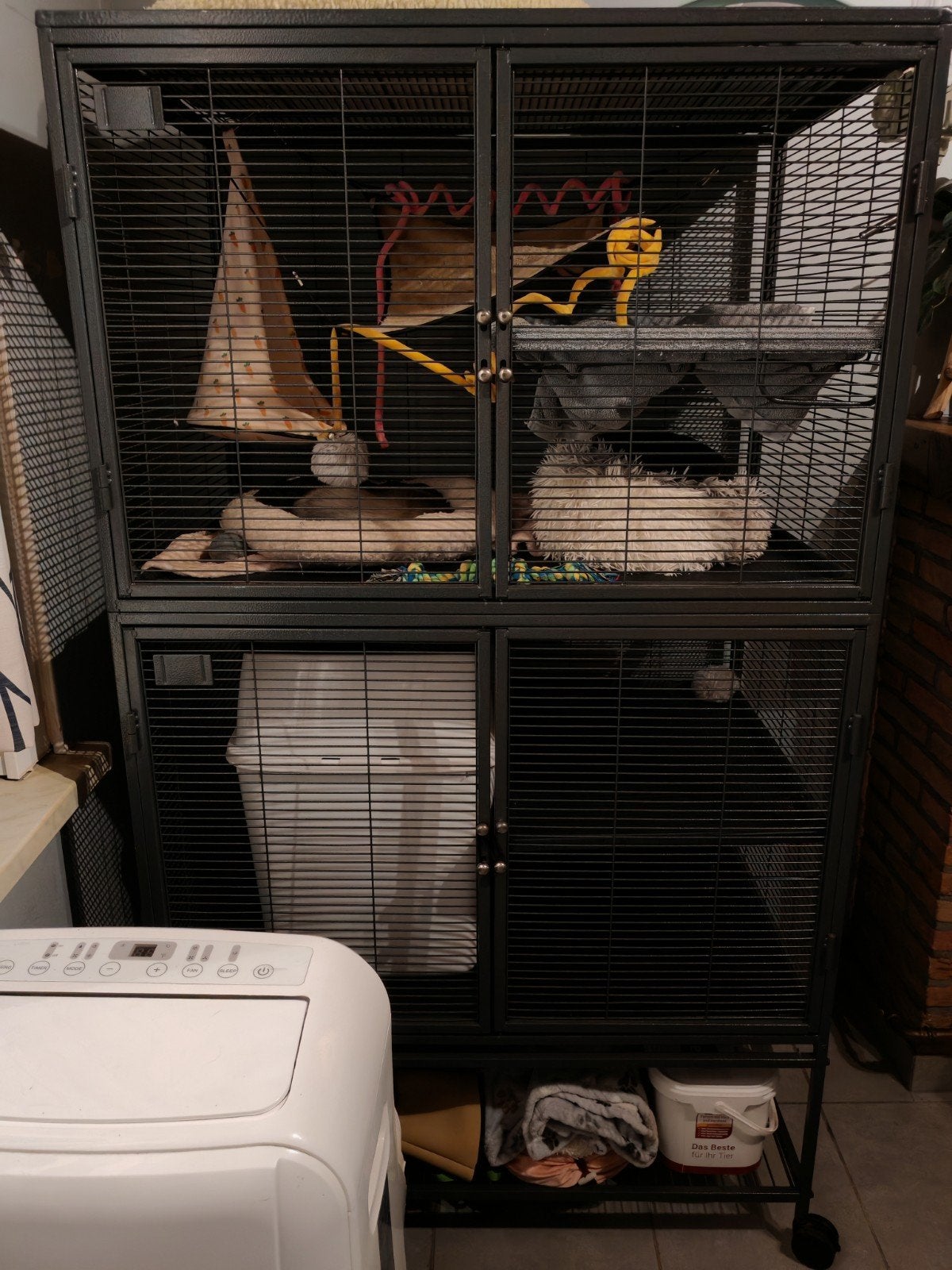 fret met kooi, Animaux & Accessoires, Rongeurs, Décembre, Mâle, Furet
