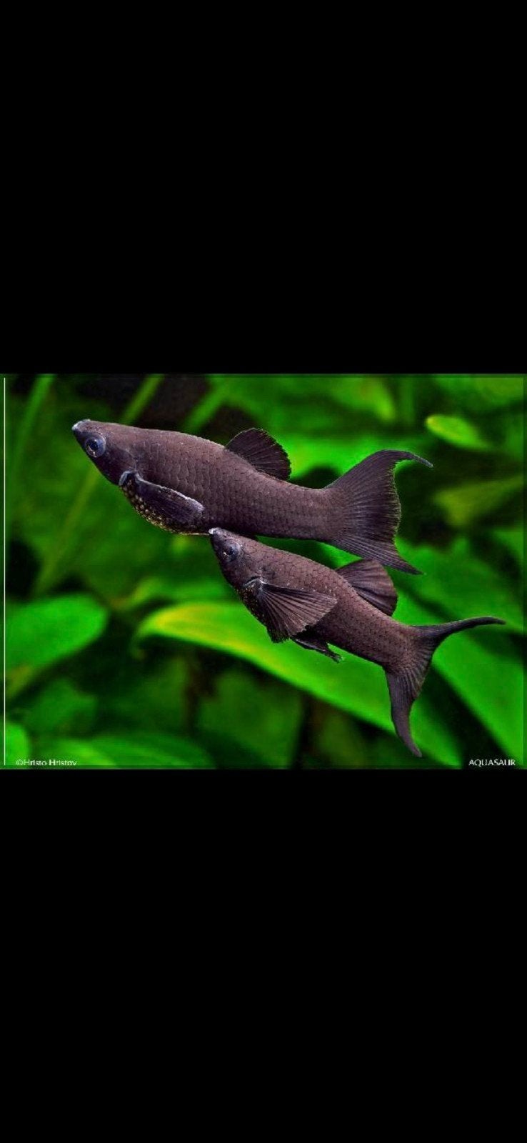 Black Molly's, Dieren en Toebehoren