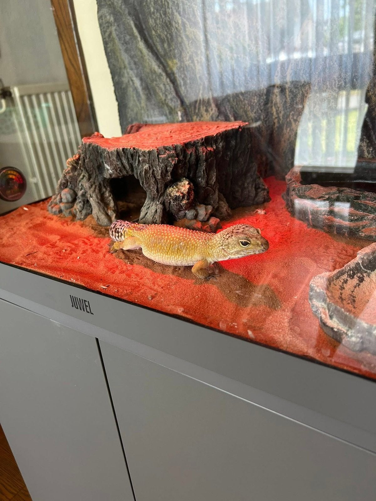 Terrarium/ gekko bak + gekko zelf, Ophalen, Zo goed als nieuw, Terrarium of Paludarium