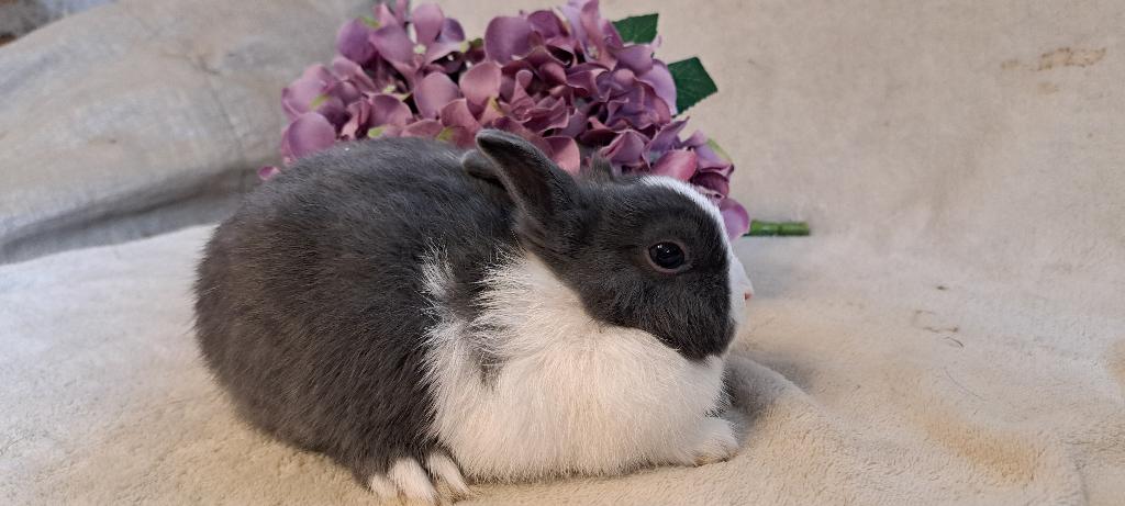 Schattig dwergkonijntje, Vrouwelijk, Dwerg